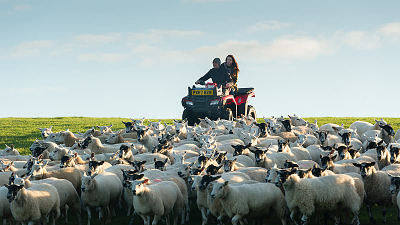 Gathering sheep with a quad bike and dog makes life easier