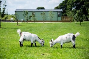 Goats Mow The Park