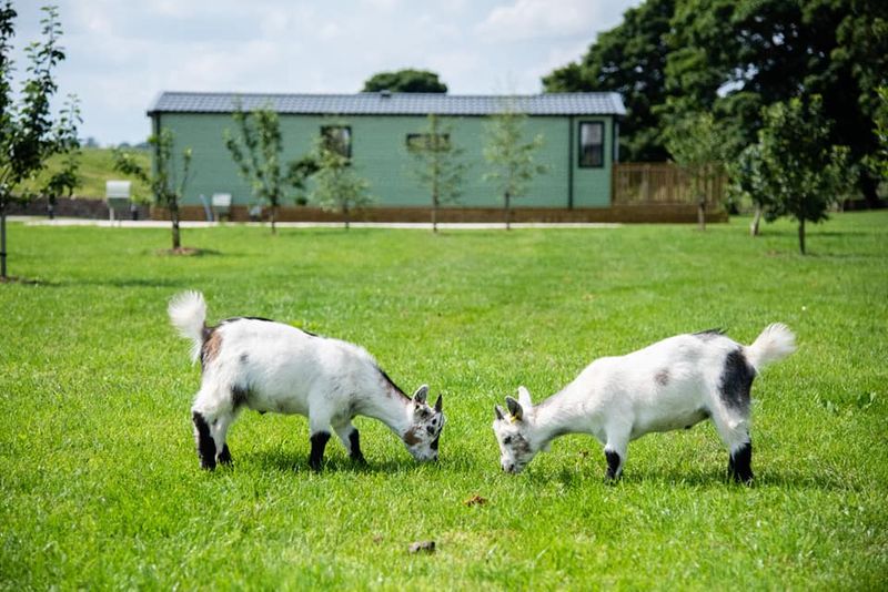 Goats mow the park